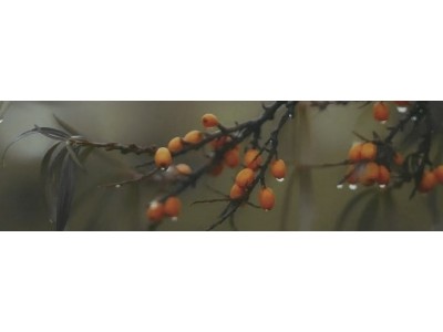 Декор Тракай 6 глянцевый 8,5x28,5x8,5