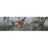 Декор Тракай 7 глянцевый 8,5x28,5x8,5